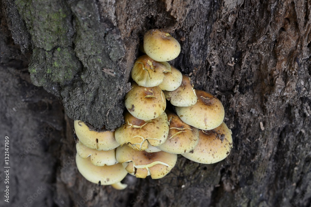 Details of wild mushrooms from forest Details of wild mushrooms from forest
