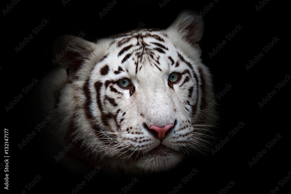 Obraz premium White tiger