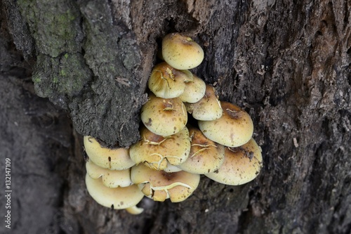 Details of wild mushrooms from forest 