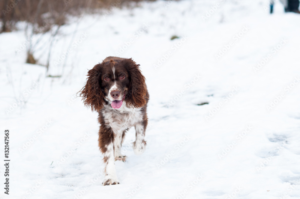 springer spaniel dog running outdoors in winter