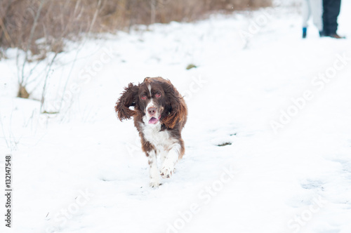 Fototapeta Naklejka Na Ścianę i Meble -  springer spaniel dog running outdoors in winter