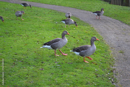 geese 