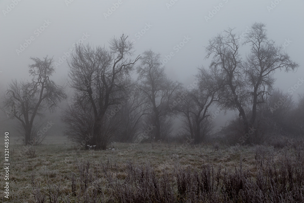 Bäume im Nebel. Winterlandschaft. Bäume im Nebel. Winterlandschaft.