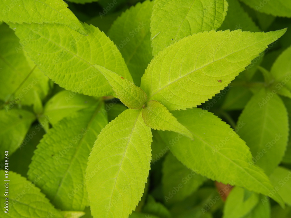Leucosceptrum japonicum 'Golden Angel' - Japanese shrub mint Leucosceptrum japonicum 'Golden Angel' - Japanese shrub mint
