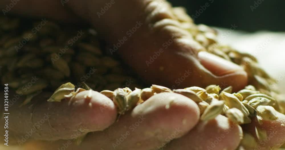 toasted barley malt to make dark and light beer. concept of nature and creation of natural products such as beer and fresh hops. organic and natural malt for brewmaster