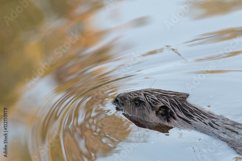 Beaver swimming in still reflecting water in a small forest river