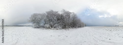 Beautiful winter forest 360 degrees panorama photo