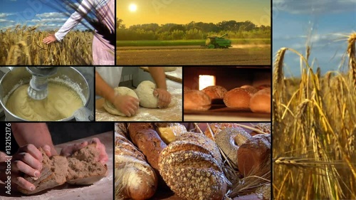 A german bakery montage / compilation from wheat to bread. 10865

