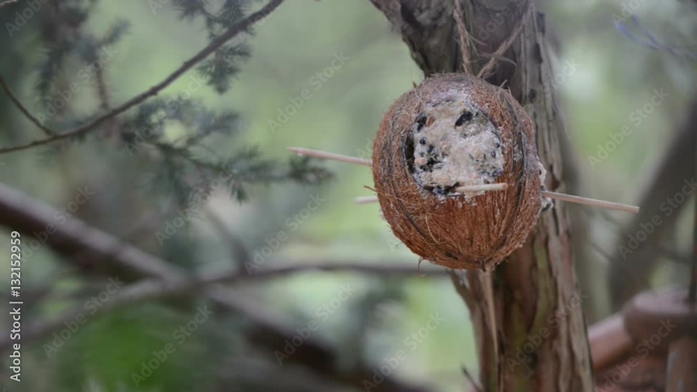 wood nuthatch (Sitta europaea) sitting on twig on background. bird feeder in winter. coconut. focus on front. wood nuthatch (Sitta europaea) sitting on twig on background. bird feeder in winter. coconut. focus on front.