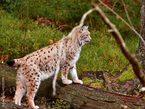 close up of young eurasian lynx