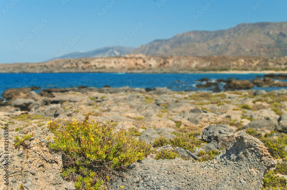yellow flowers growing on rocks yellow flowers growing on rocks
