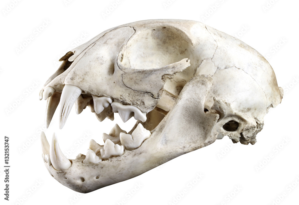 Naklejka premium Widok boczny czaszki ryś rudy (Lynx lynx) na białym tle na białym tle. W pełni otwarte usta. Ostra izolacja za pomocą pióra.