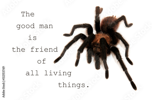 The good man is the friend of all living things - quote with an image of an Oklahoma Brown Tarantula photo