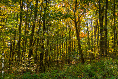 Fall foliage in West Virginia