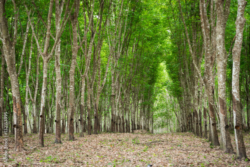 Fototapeta Naklejka Na Ścianę i Meble -  rubber plantation