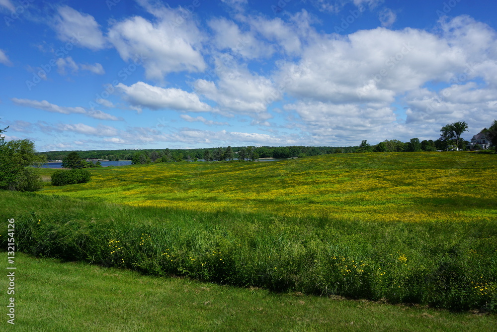 Coastal Maine Summer Field