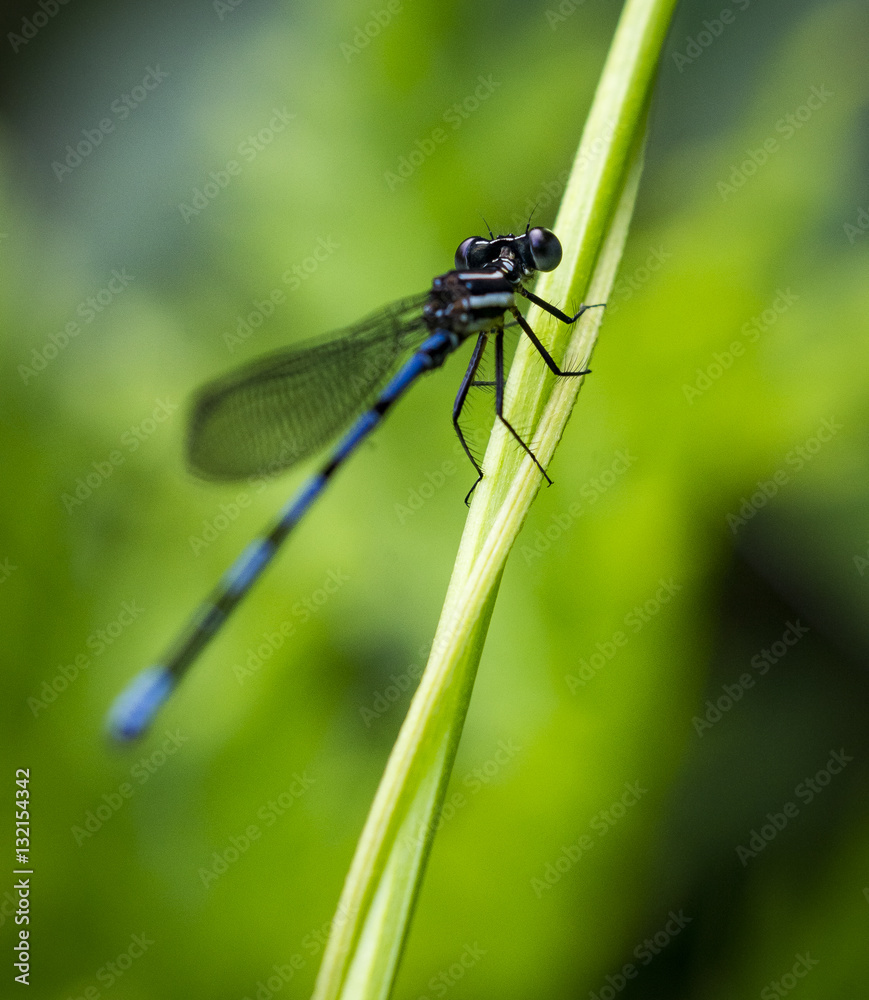 Libelle (Odonata)° Libelle (Odonata)°