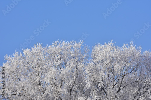 white frost against blue sky