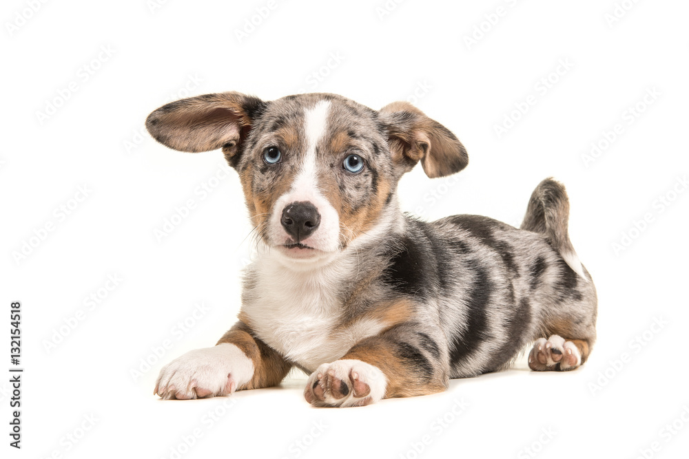 Cute welsh corgi puppy with blue eyes and hanging ears lying down