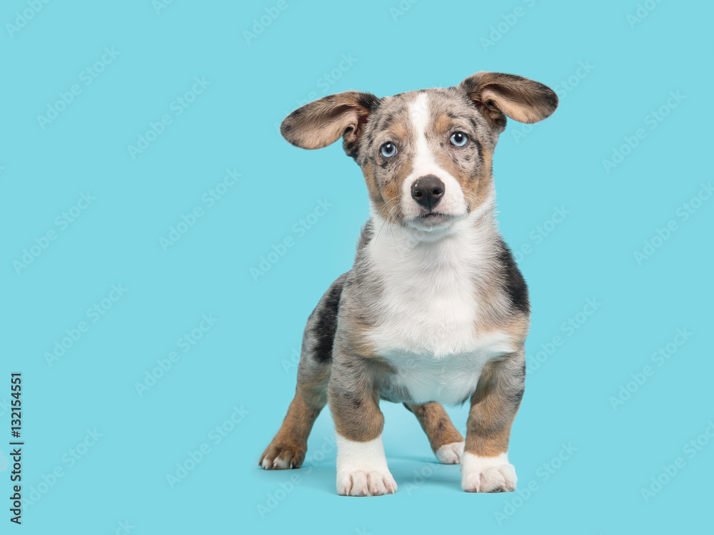 Cute blue merle welsh corgi puppy with blue eyes standing on a blue background