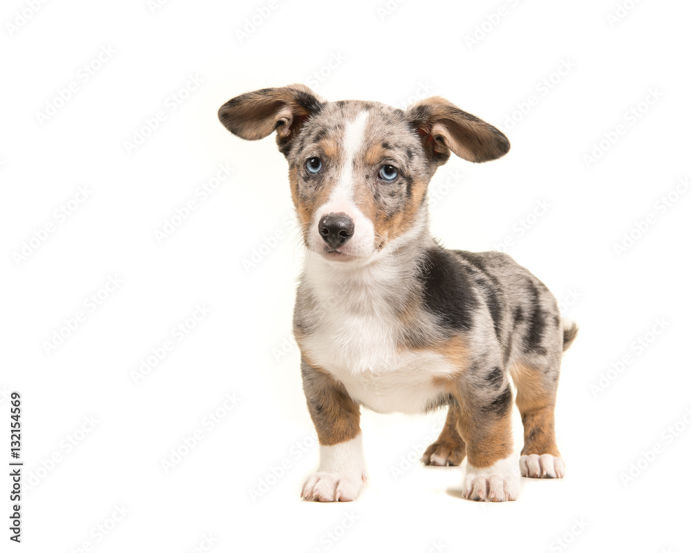 Cute standing blue merle welsh corgi puppy with blue eyes and hanging ears Cute standing blue merle welsh corgi puppy with blue eyes and hanging ears