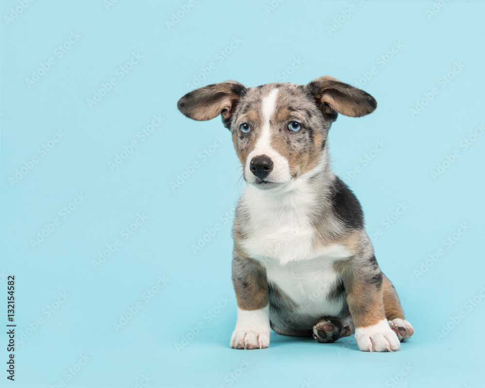 Cute blue merle welsh corgi puppy sitting on a blue background Cute blue merle welsh corgi puppy sitting on a blue background