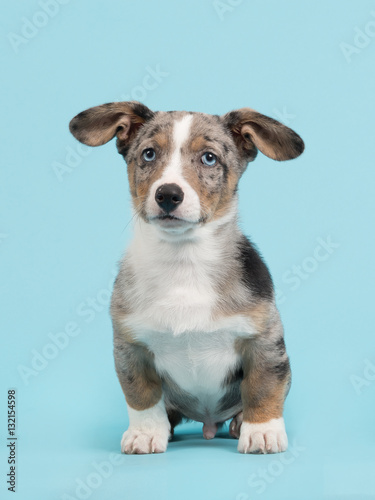 Welsh corgi puppy with blue eyes and hanging ears sitting on a blue background