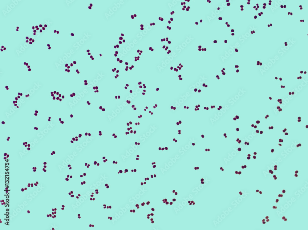 Fototapeta premium Microphotography of coccal microorganisms