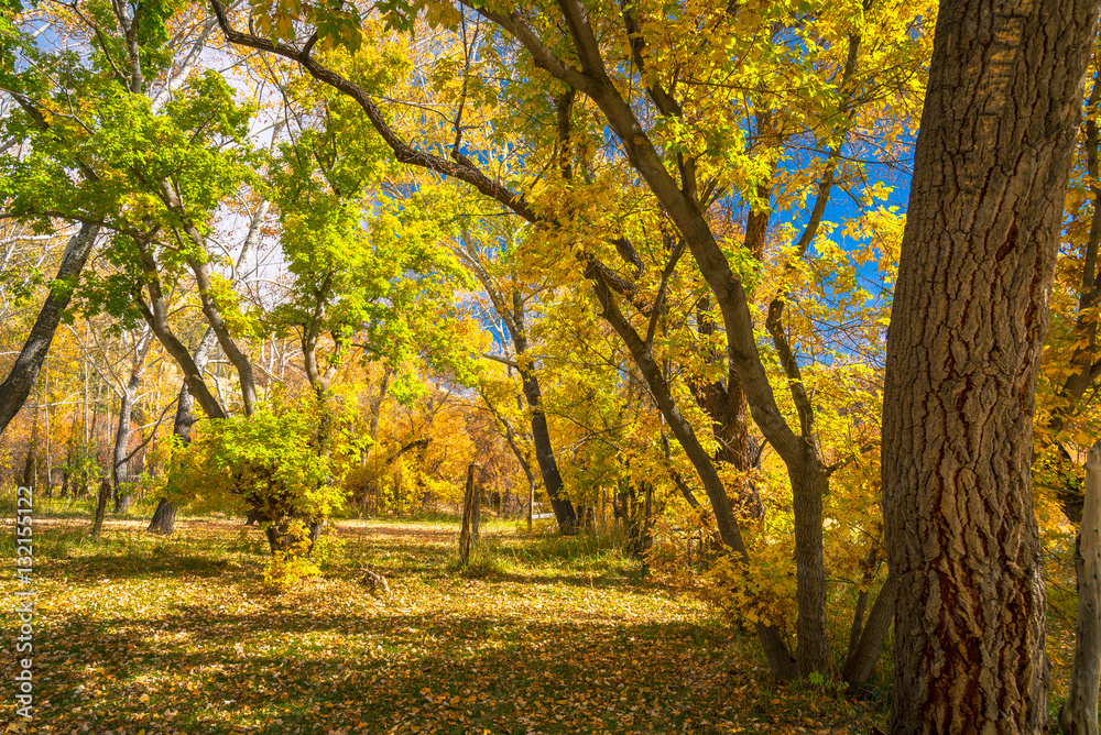 Trees and Fall foliage in Dinosaur National Monument, Utah