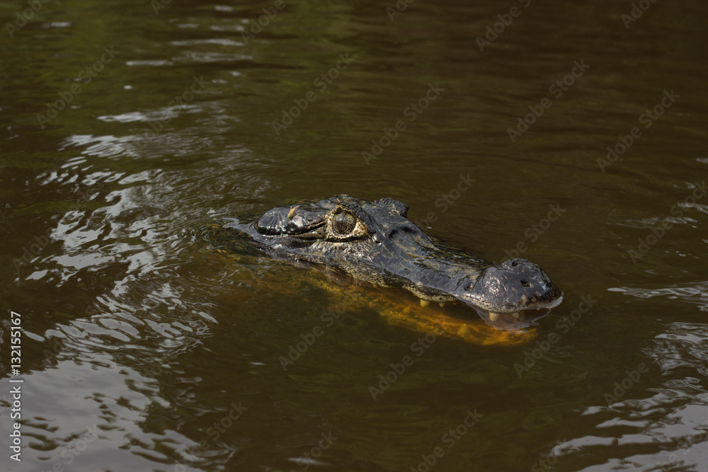 caiman on top of water