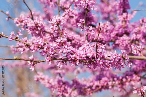 Branches full of pink flower clusters on Eastern Redbud tree in spring