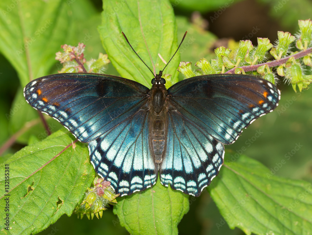 Fototapeta premium Red-spotted Purple Admiral butterfly resting on a Painted Nettle leaf