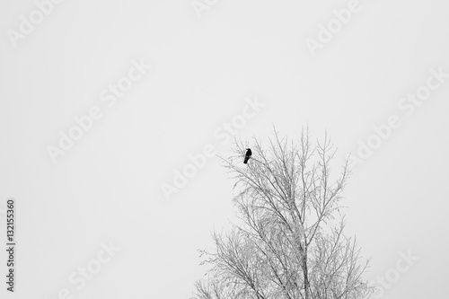 Black crow sitting on a tree branch at winter