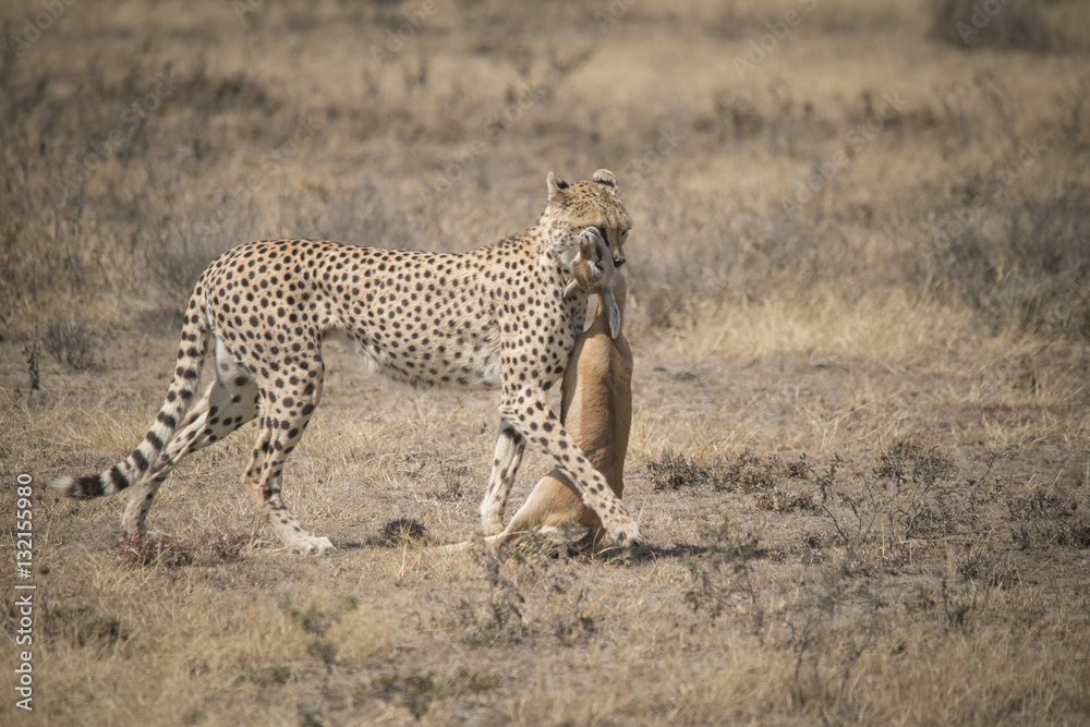 Cheetah and Gazelle Kill, Serengeti Cheetah and Gazelle Kill, Serengeti