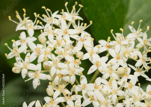 Tiny white flower clusters of Roughleaf Dogwood in spring photo