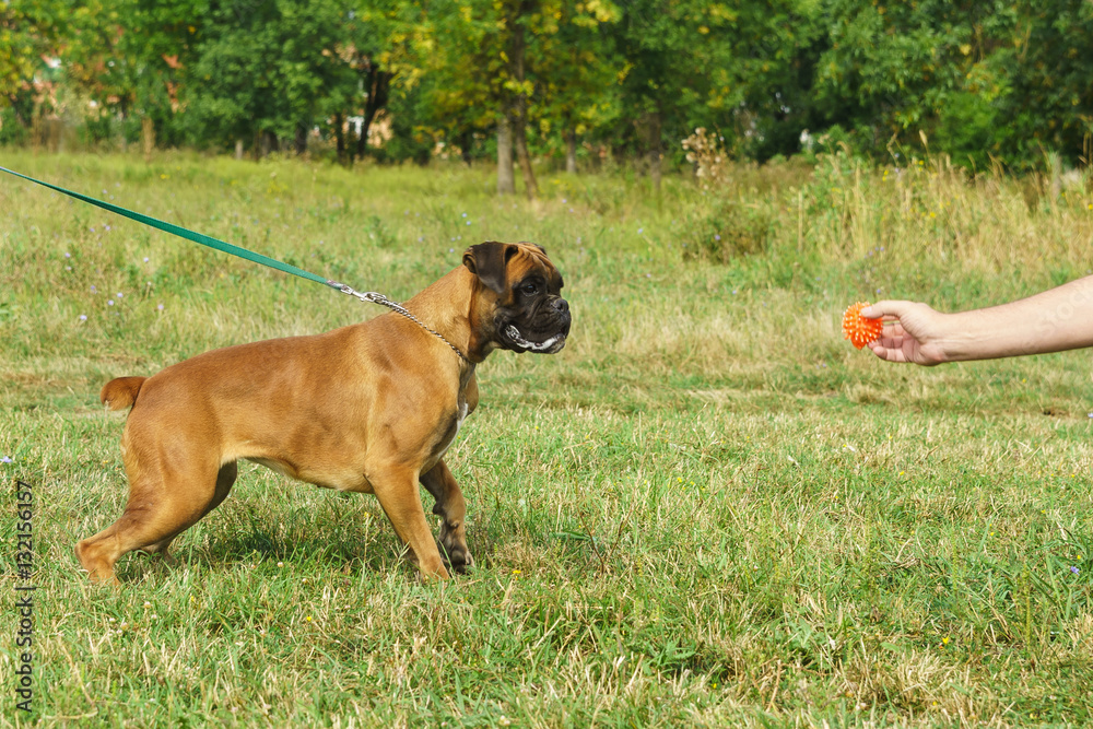 Young dog breed German boxer looks at a toy