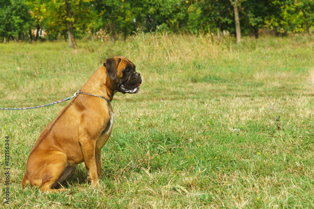Young dog breed German boxer on a leash sitting on the grass