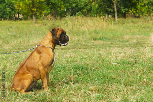 Young dog breed German boxer on a leash sitting on the grass © garmashevanatali