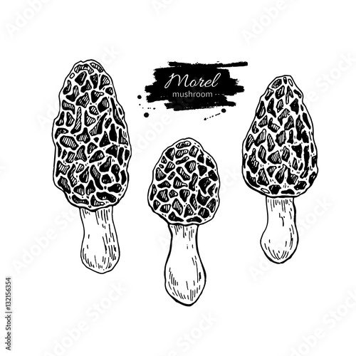 Morel mushroom hand drawn vector illustration set. Sketch food d
