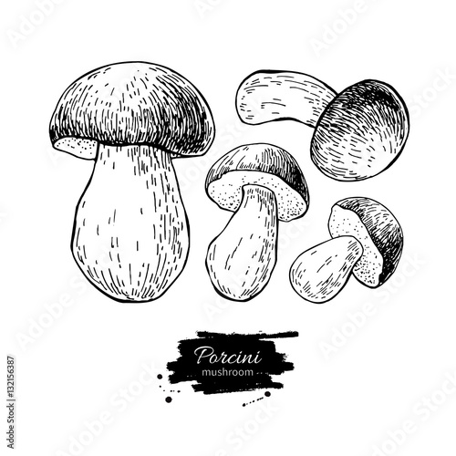 Porcini mushroom hand drawn vector illustration set. Sketch food