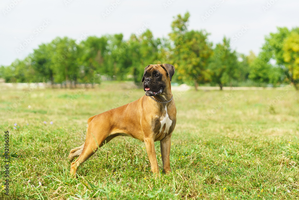 Young dog breed German boxer looking to the side