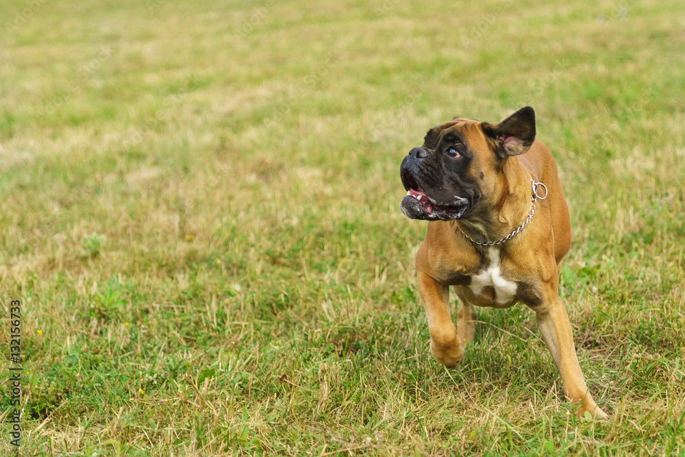 Young dog breed German boxer plays on the grass