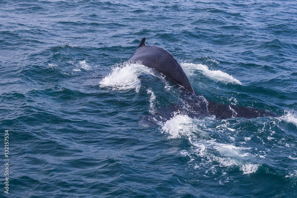 Fototapeta premium Whale watching. Humpback whale tail with selected focus. Husavik, Iceland.