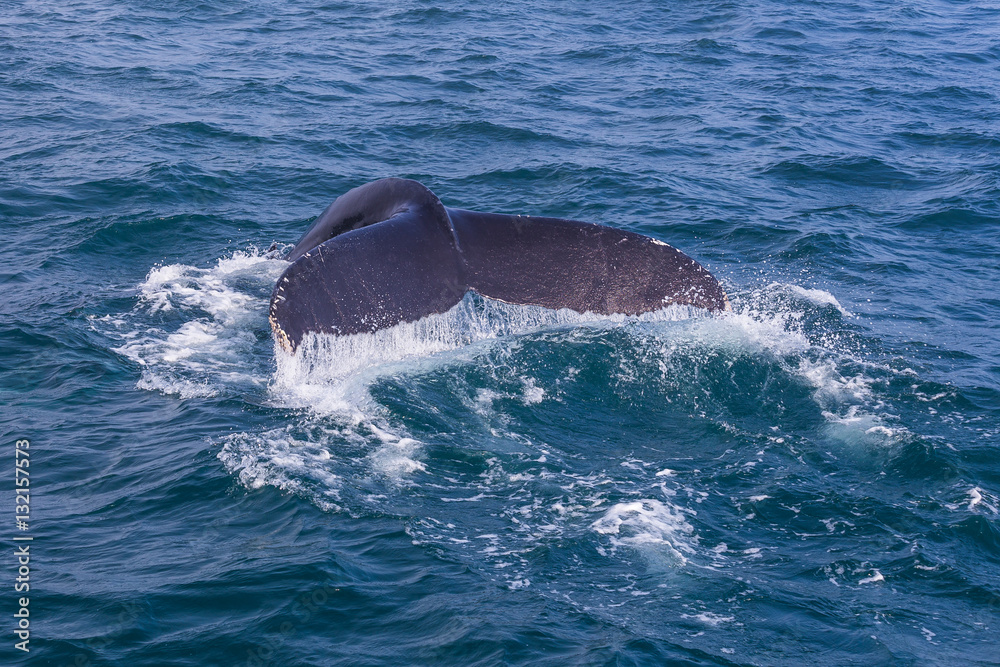 Fototapeta premium Whale watching. Humpback whale tail with selected focus. Husavik, Iceland.