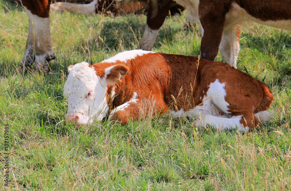Newborn Calf