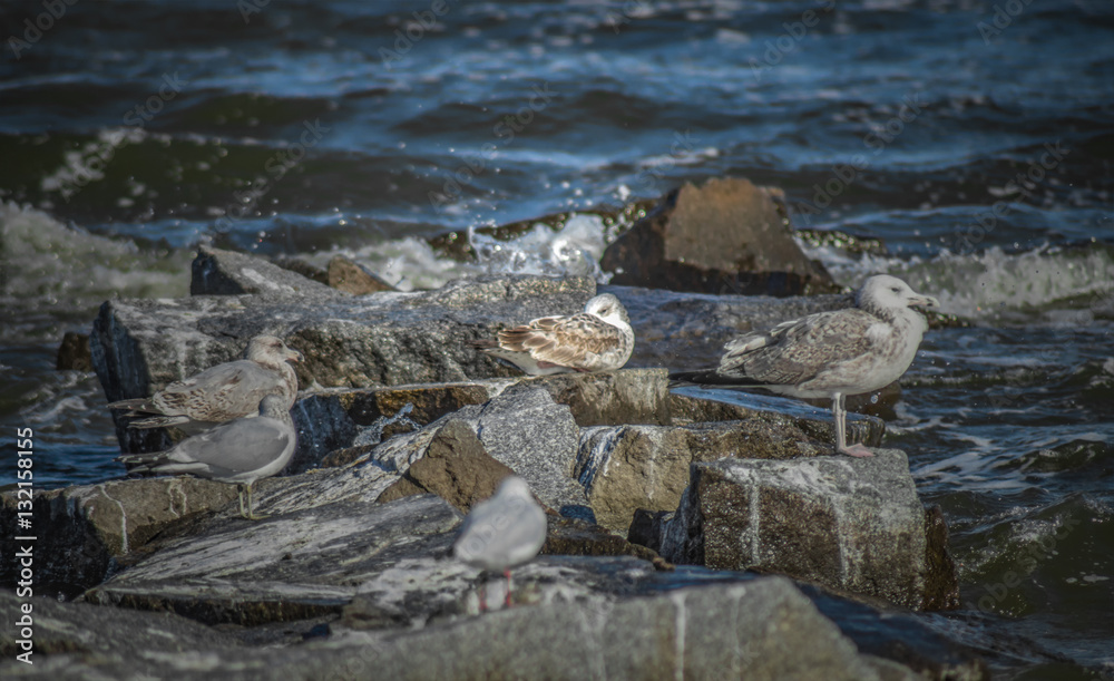 Fototapeta premium Möwen auf Steinen