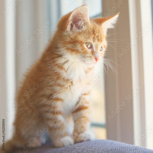 Orange tabby kitten photographed with a specialty lens creating a soft dreamy effect.