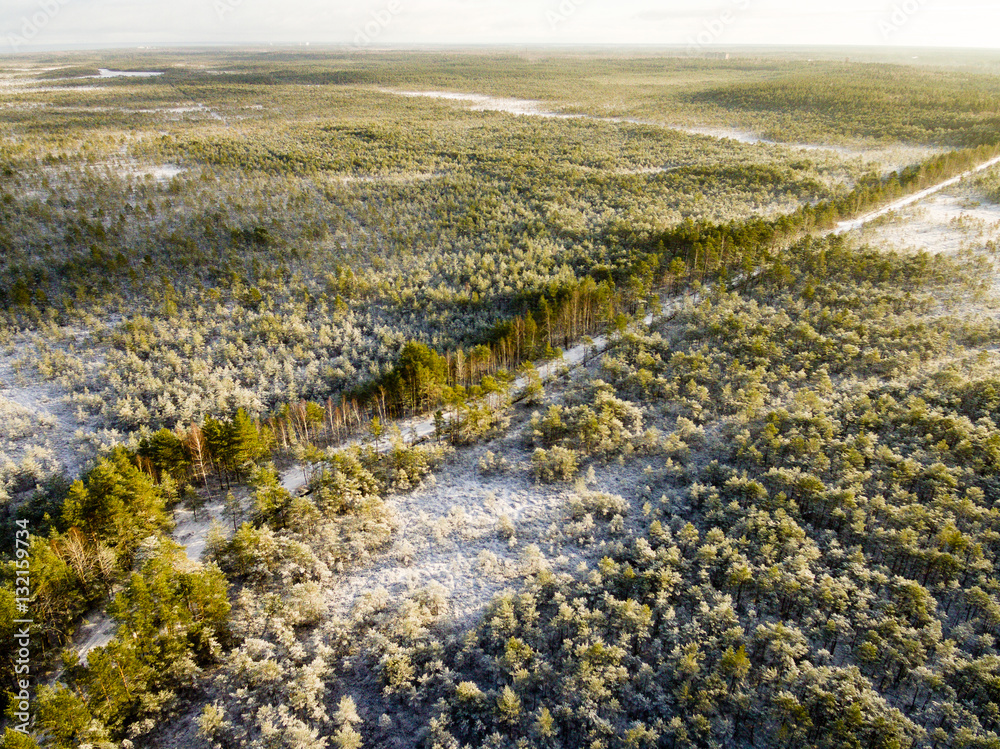 aerial view of snowy forest in sunny winter day