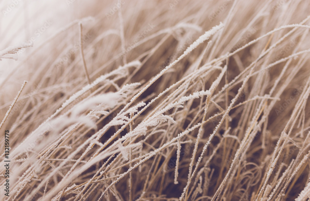 Frozen plants in winter with the hoar-frost