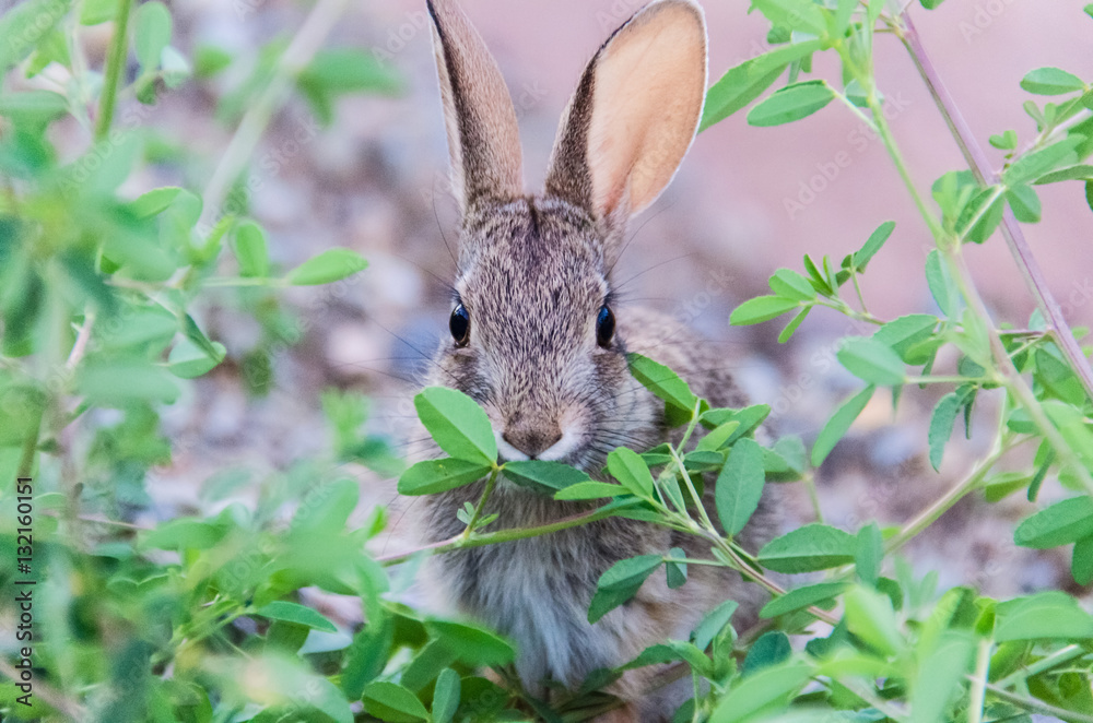 Fototapeta premium Cute wild desert cottontail rabbit with big ears eating green pl
